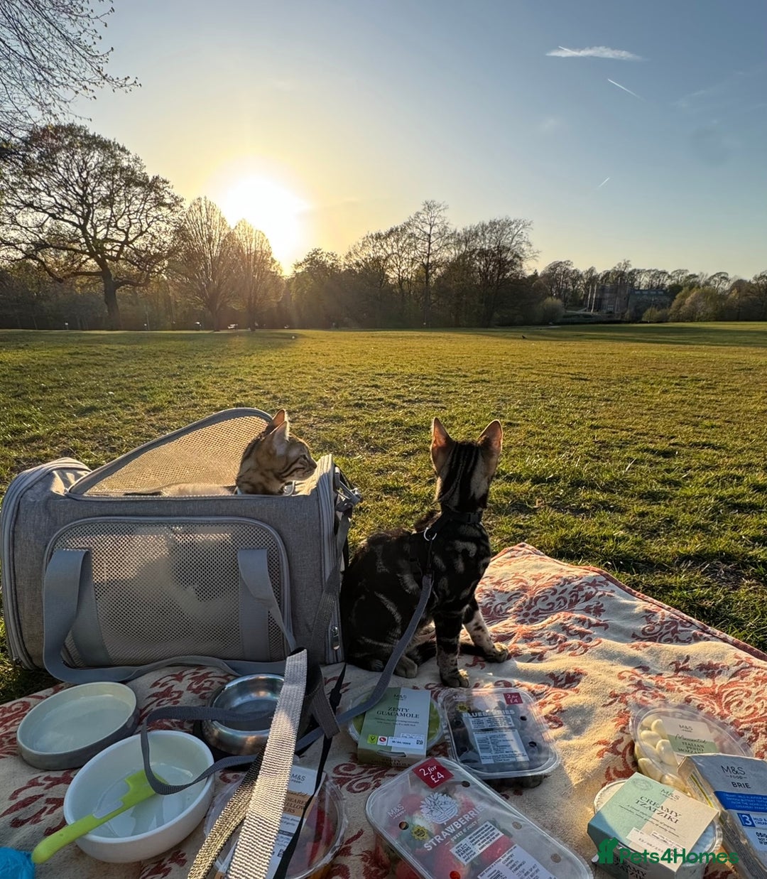 Bengal cats for sale: 2 beautiful Bengal kittens for forever home - Image 7