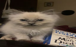 Ragdoll cats for sale: Ragdoll Female Kitten - Advert 1