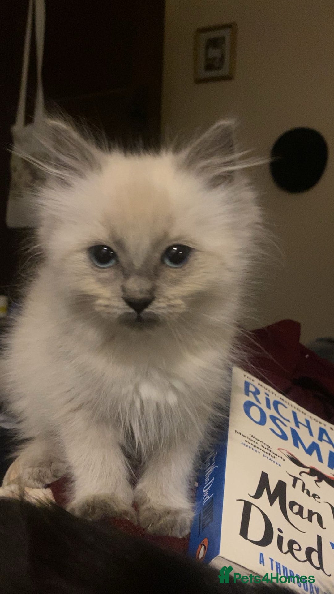 Ragdoll cats for sale: Ragdoll Female Kitten - Advert 1