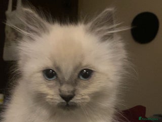 Ragdoll cats Ragdoll Female Kitten - Advert 2