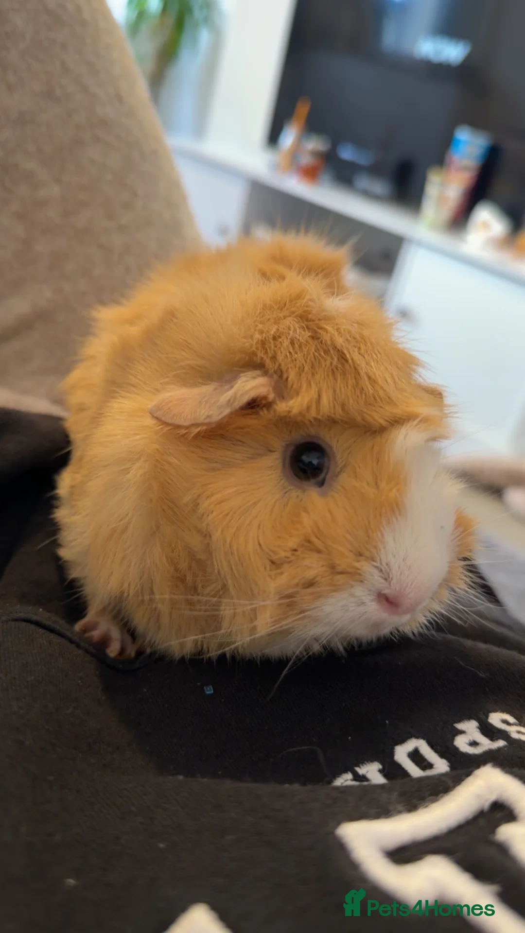 Guinea Pig rodents for sale: Mother and baby guinea pig in Peterborough - Advert 3