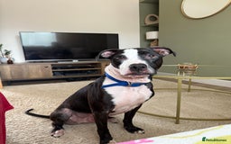 Staffordshire Bull Terrier dogs for sale: Tyson 🐾 Staffordshire Bull Terrier Cross - Image 2