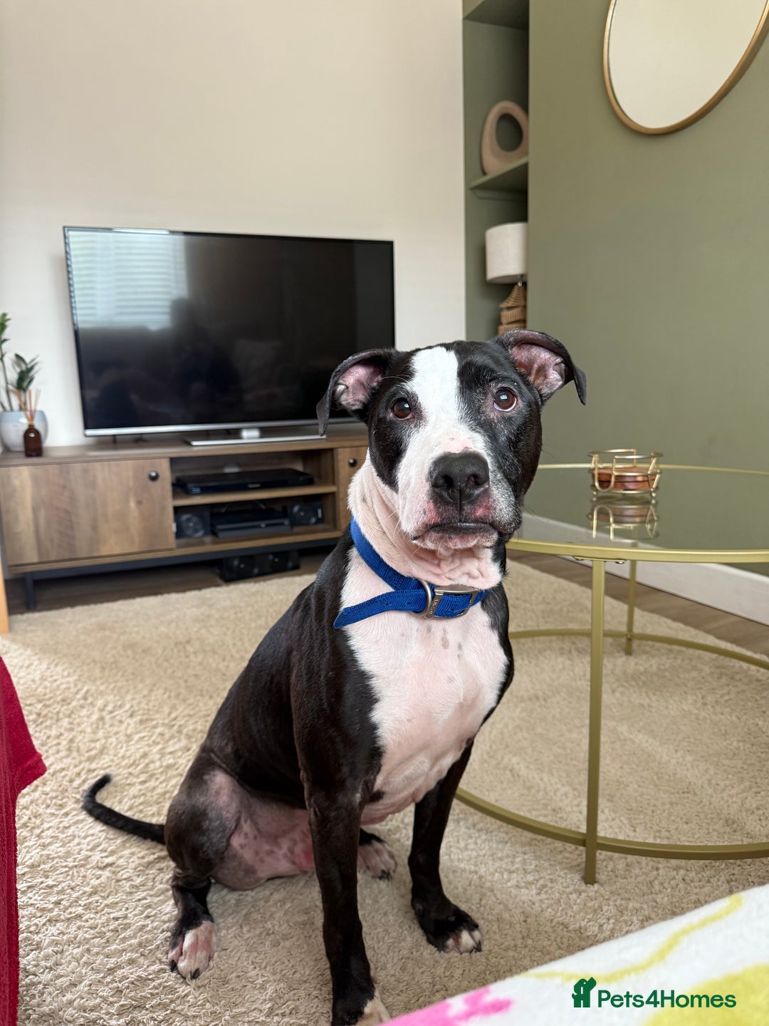 Staffordshire Bull Terrier dogs for sale: Tyson 🐾 Staffordshire Bull Terrier Cross - Image 2