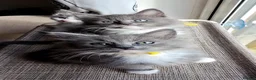 Ragcoon cats for sale: Ragdoll x Main Coon Beautiful Kittens - Advert 8