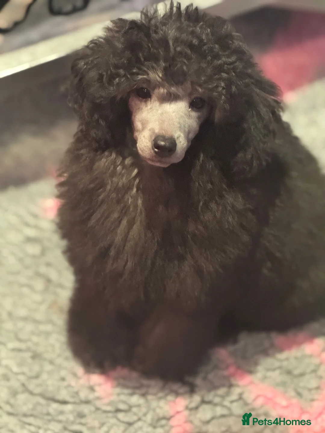 Miniature Poodle dogs for sale: One last boy left in this fabulous litter  - Advert 8