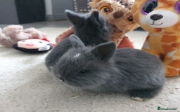 Lionhead rabbits for sale: Baby bunny's  - Advert 21