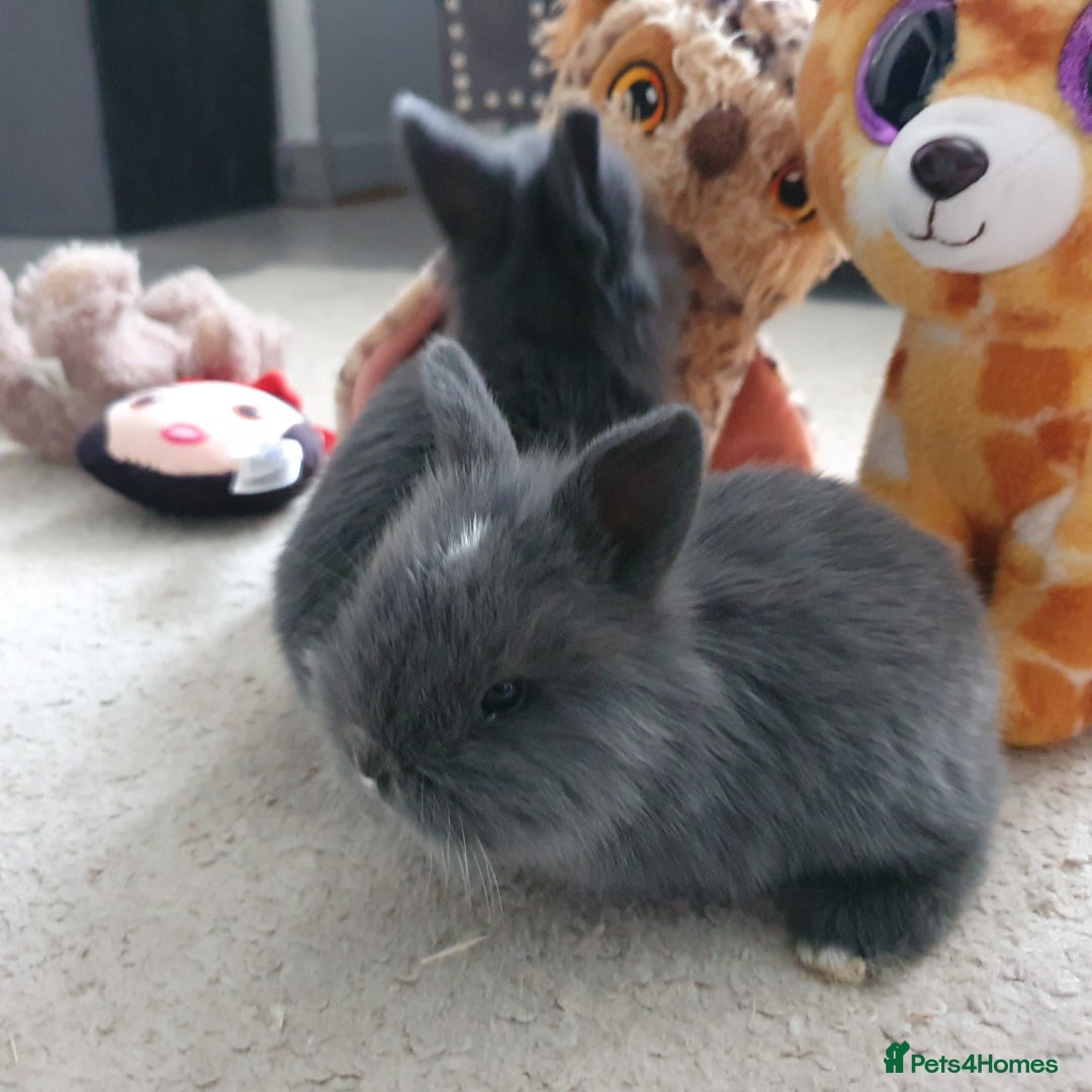 Lionhead rabbits for sale: Baby bunny's  - Advert 21
