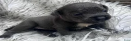 Staffordshire Bull Terrier dogs for sale: Blue staffs last boy reduced 5 star homes only - Advert 12