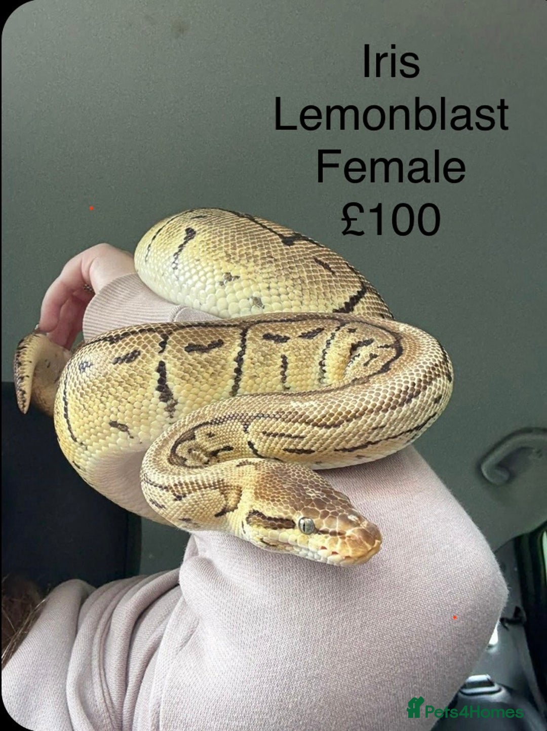 Python Snake reptiles for sale: Royal Python & Hognose - Advert 10