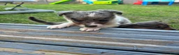 Border Collie dogs for sale: 6 blue merle border collies puppys  - Advert 10