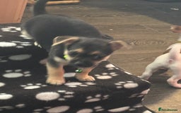 Pomchi dogs for sale: Pomchi puppies - Image 2