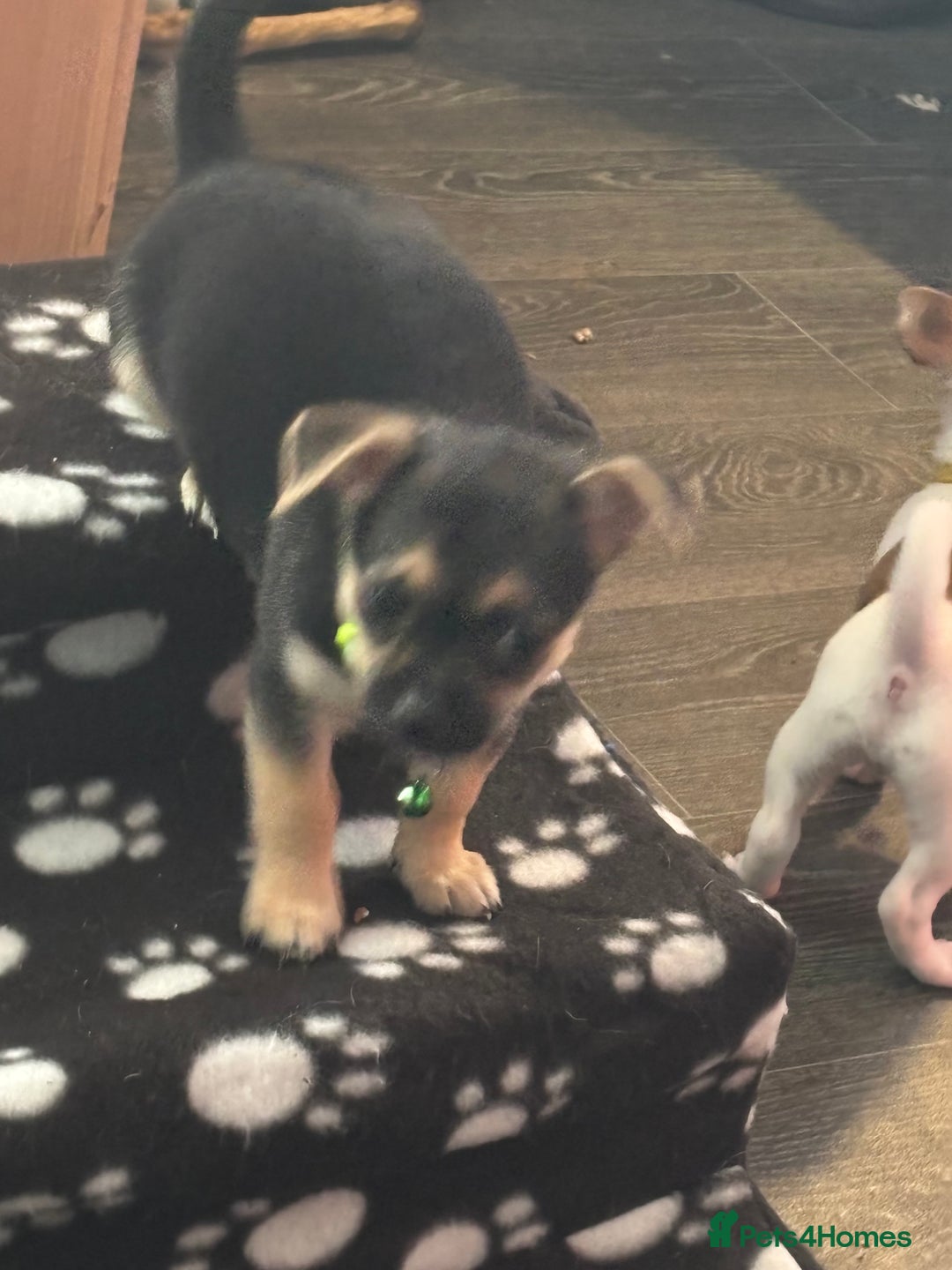 Pomchi dogs for sale: Pomchi puppies - Image 2