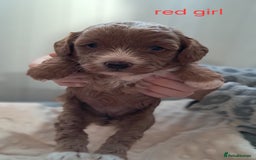 Cavapoo dogs for sale: Adorable Cavapoo Puppies -Ready 23rd -December! - Advert 12