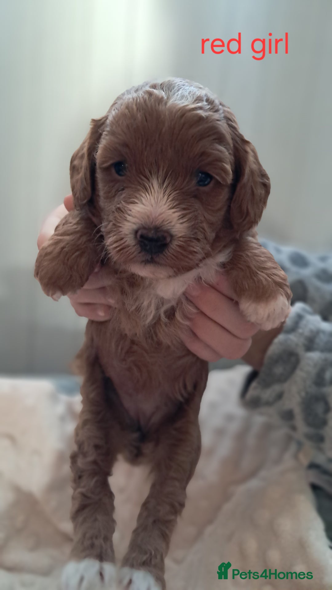 Cavapoo dogs for sale: Adorable Cavapoo Puppies -Ready 23rd -December! - Advert 12