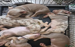 American Bully dogs for sale: American pocket bullys - Image 4