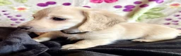 Miniature Dachshund dogs for sale: Cream long haired kc ready to go now - Advert 9