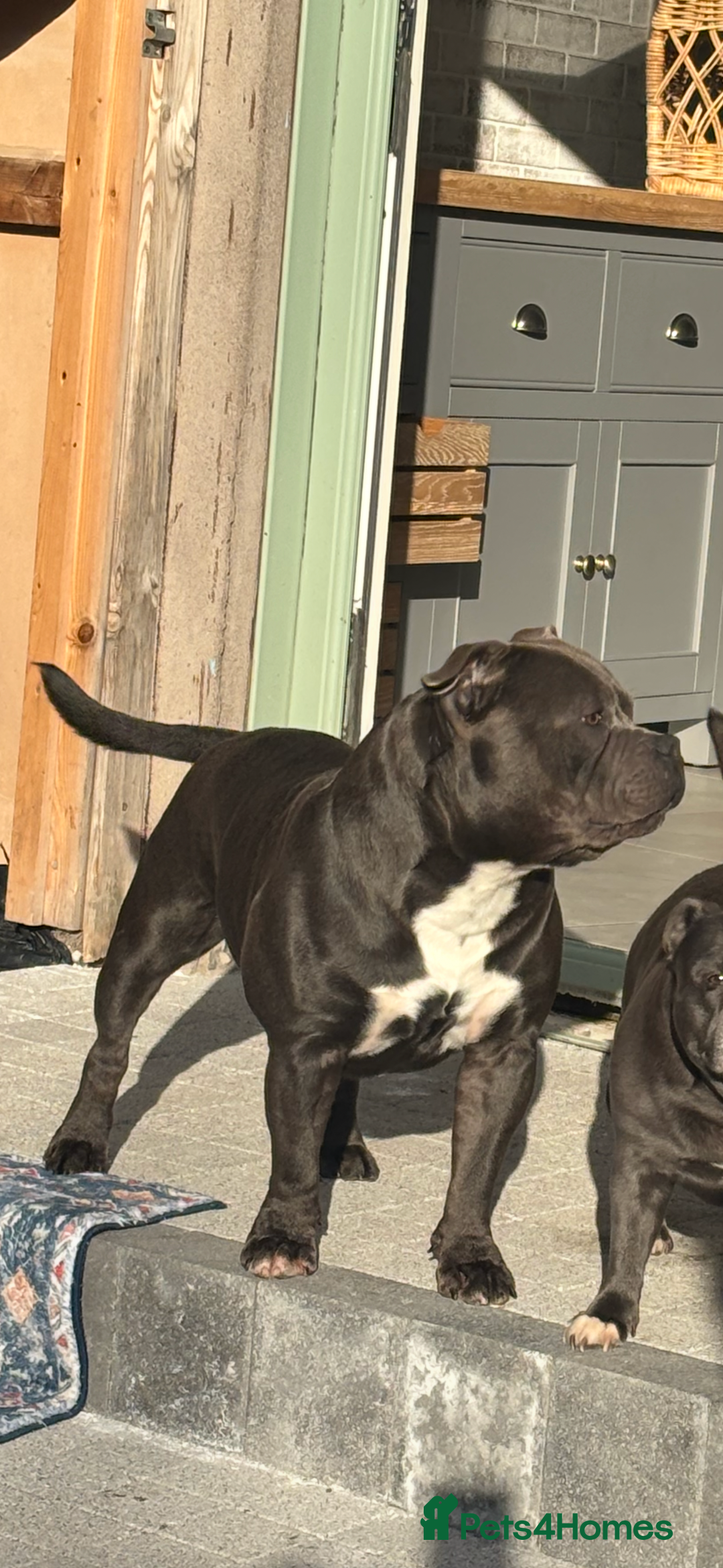 Staffordshire Bull Terrier dogs for stud: Staffordshire Bull Terrier (stud dog) - Advert 4