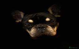 French Bulldog dogs for adoption: 💙WINSTON-LITTLE FRENCHIE BOY WITH A BIG HEART💙 - Advert 1