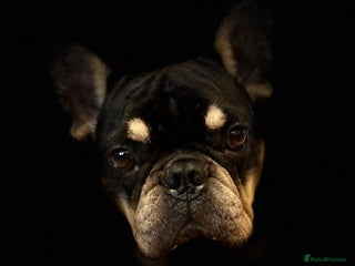 French Bulldog dogs 💙WINSTON-LITTLE FRENCHIE BOY WITH A BIG HEART💙 - Advert 1