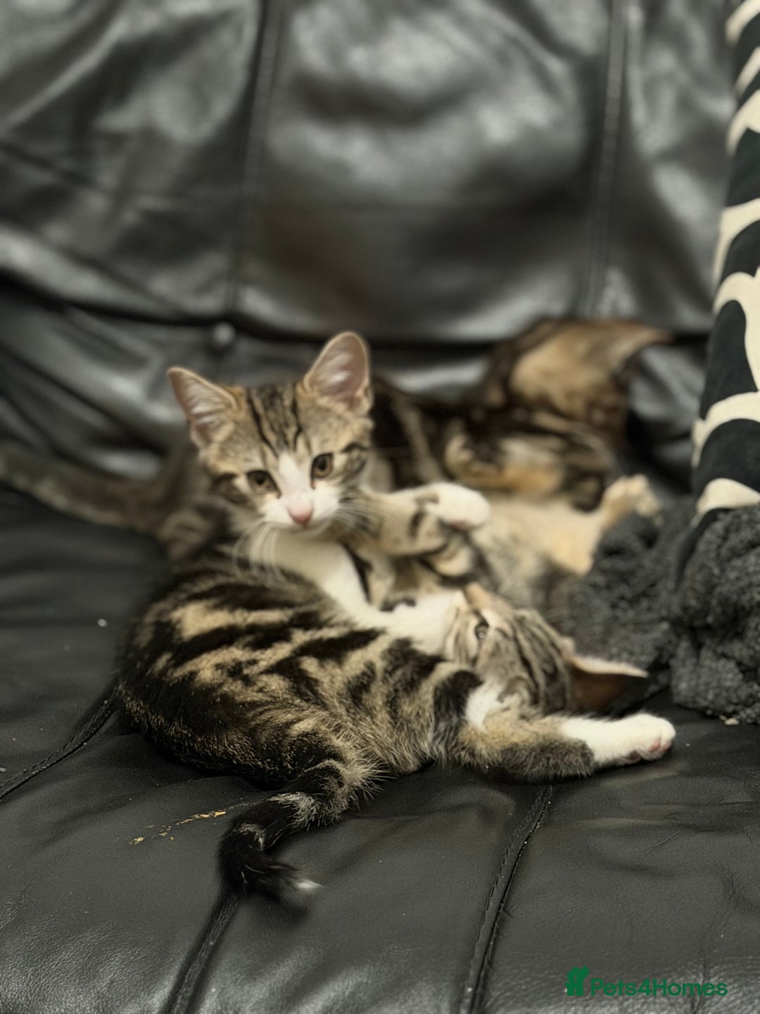 Domestic Shorthair cats for sale: Kittens for sale - Advert 5