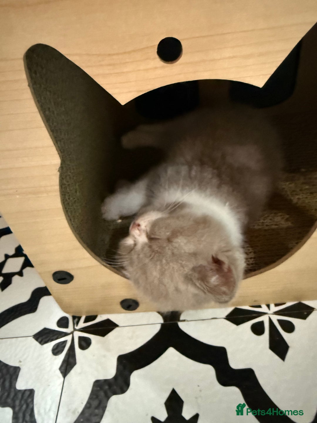 British Shorthair cats for sale: British Shorthair Champion Line kittens 🏆🥇😻 - Image 4