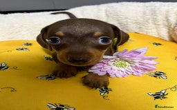 Miniature Dachshund dogs for sale: Min dachshund looking for their forever 🏡 - Image 6