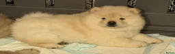 Chow Chow dogs for sale: Beautiful KC Registered Chow Chow Puppies  - Advert 12
