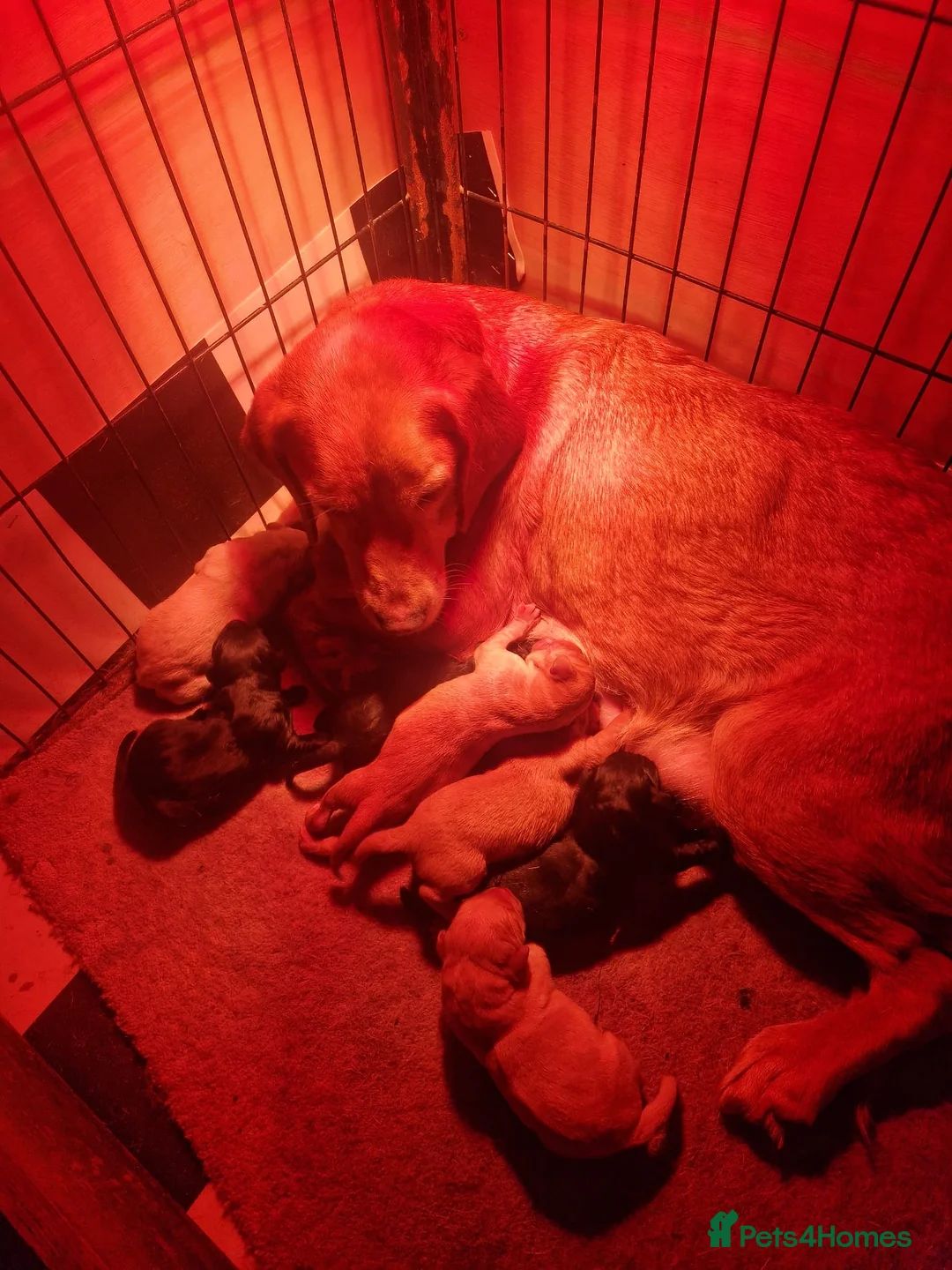 Labrador Retriever dogs for sale: Working Labrador Pups  - Advert 7