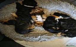 Cockapoo dogs for sale: F2b Cockapoo Pups - Image 5