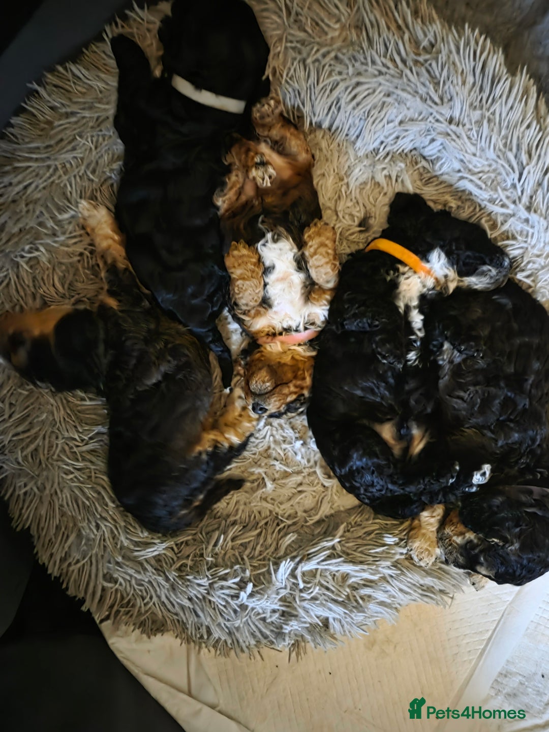 Cockapoo dogs for sale: F2b Cockapoo Pups - Image 5