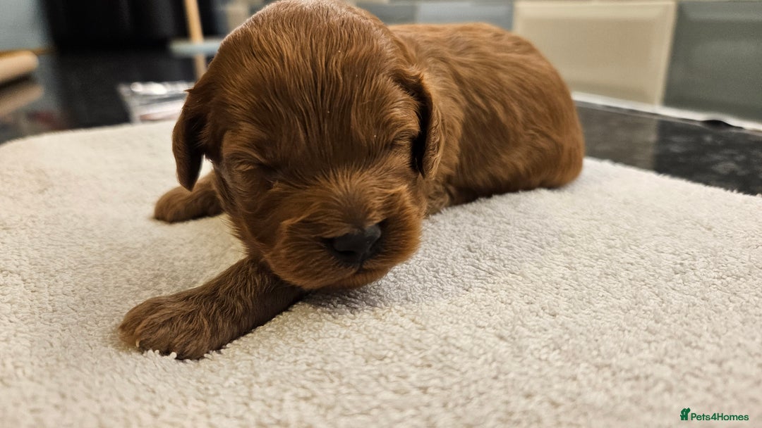 Cockapoo dogs for sale: Beautiful PRA F1B puppies - Image 10