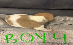 Jack Russell dogs for sale: 8 beautiful Jack Russell puppies 5 boys 3 girls - Image 9