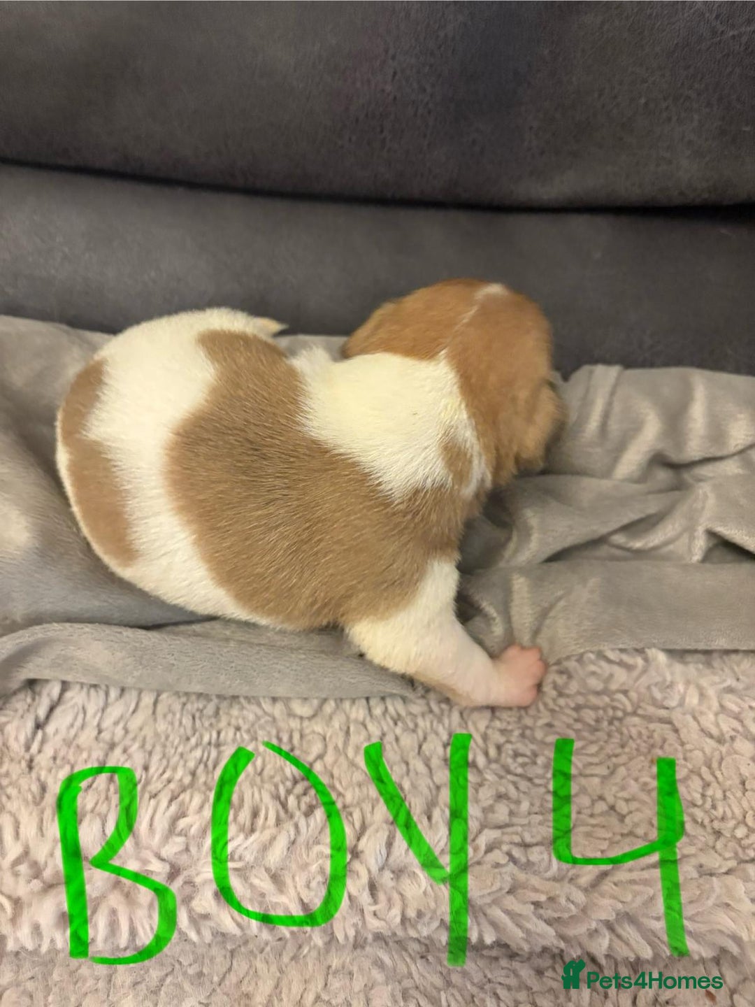 Jack Russell dogs for sale: 8 beautiful Jack Russell puppies 5 boys 3 girls - Image 9