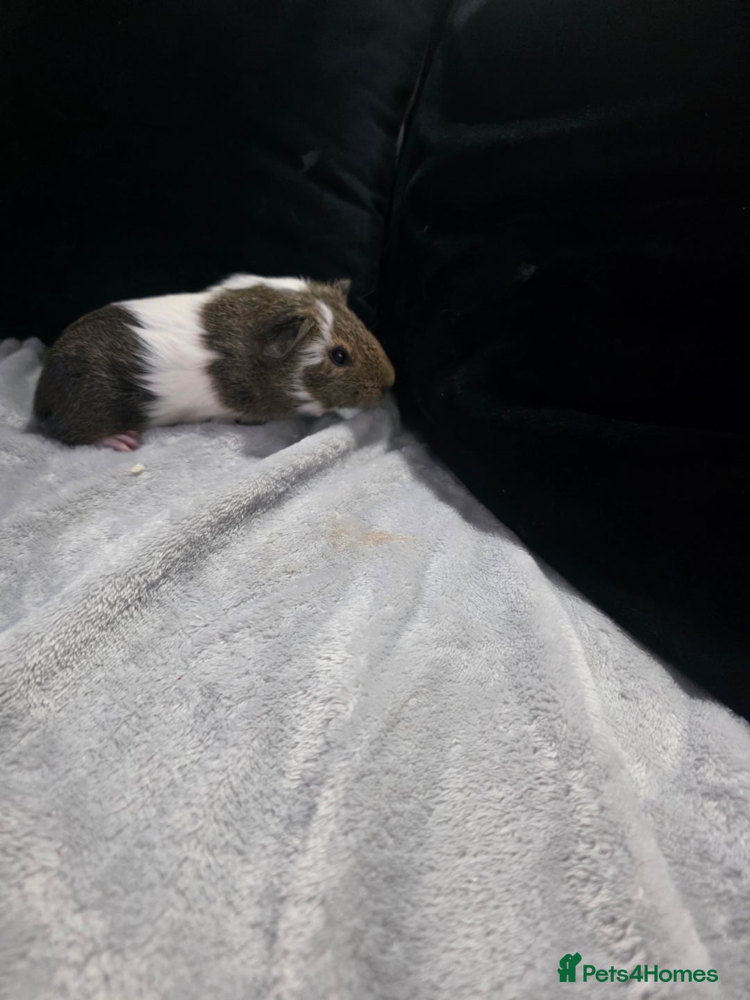 Guinea Pig rodents for sale: Baby Guinea pigs  - Advert 8