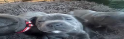 Staffordshire Bull Terrier dogs for sale: KCRegistered BlueStaffordshire BullTerrier Puppies in Clydebank - Advert 19