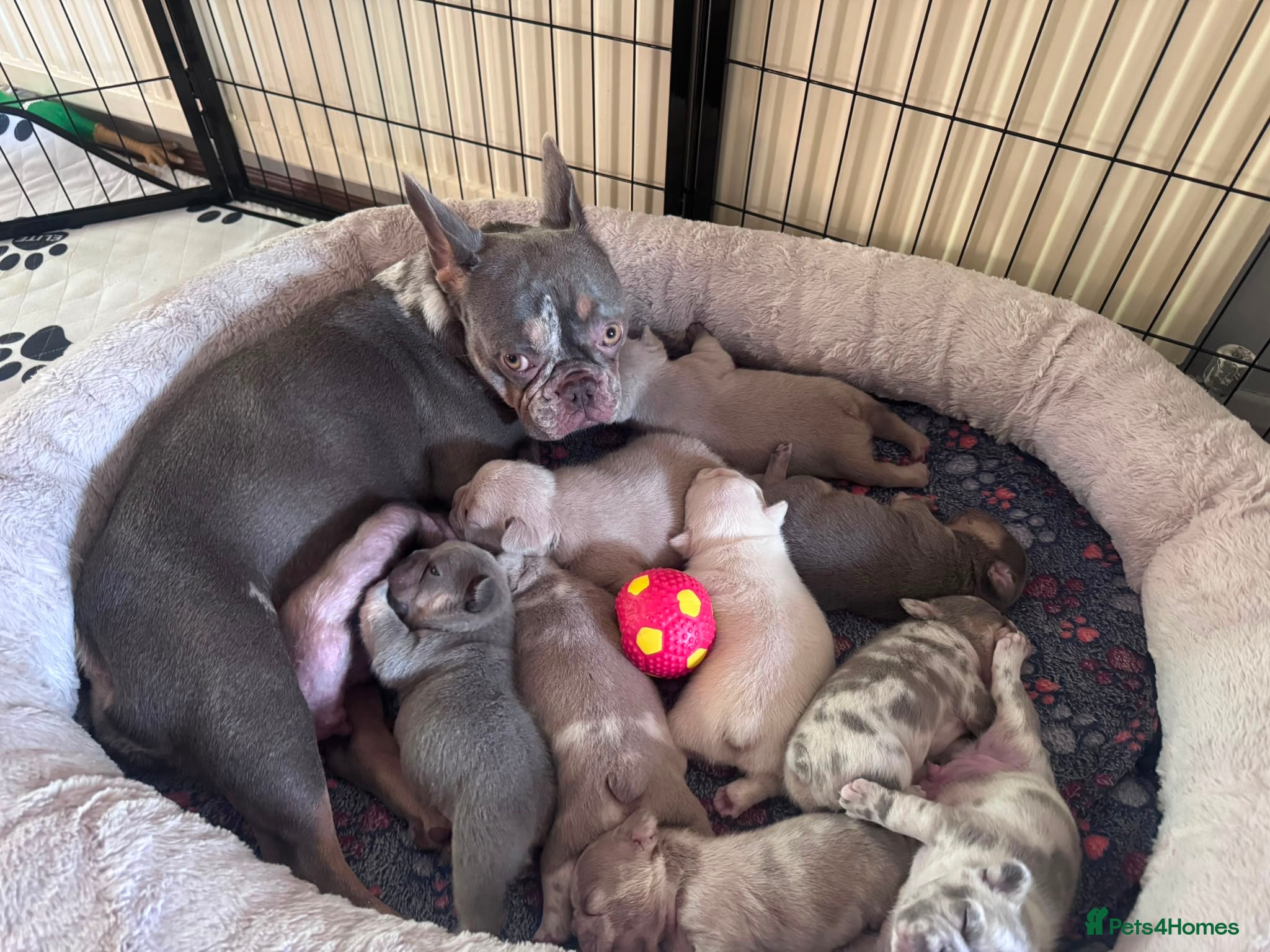 French Bulldog dogs 5 weeks old french bulldog puppies for sale - Advert 2
