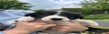 Border Collie Puppy 7