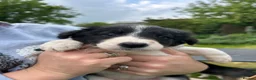 Border Collie dogs for sale: Beautiful long haired collie pups - Advert 3