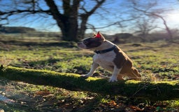 Boston Terrier dogs for sale: Champ bloodline (KC) Boston Terrier pups 💕 - Image 20