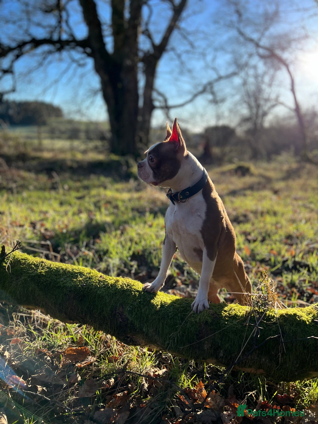 Boston Terrier dogs for sale: Champ bloodline (KC) Boston Terrier pups 💕 - Image 20