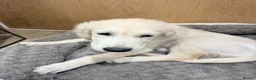 Golden Retriever dogs for sale: Golden Retriever Puppy Looking For Loving Home - Advert 15
