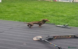Miniature Dachshund dogs for sale: Rehoming our baby coco - Image 3