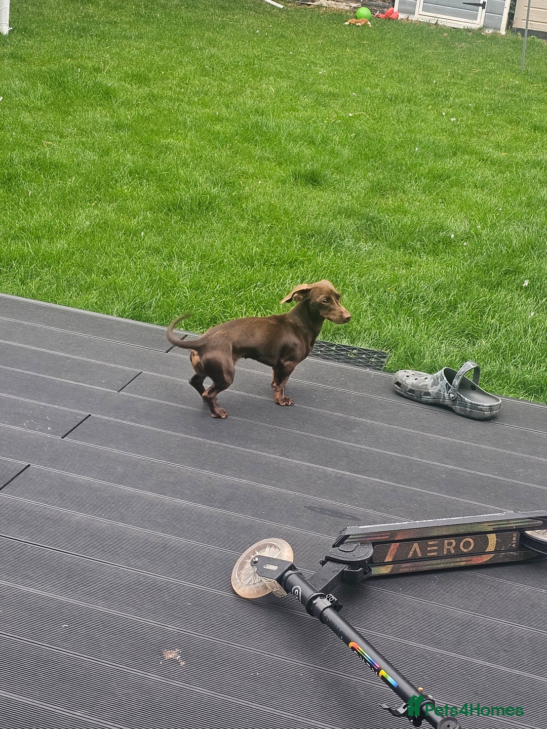 Miniature Dachshund dogs for sale: Rehoming our baby coco - Image 3