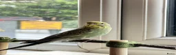 Budgerigars birds for sale: Beautiful girl  in Romford - Advert 3