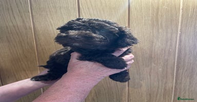 Labradoodle dogs in Chard - Advert 2
