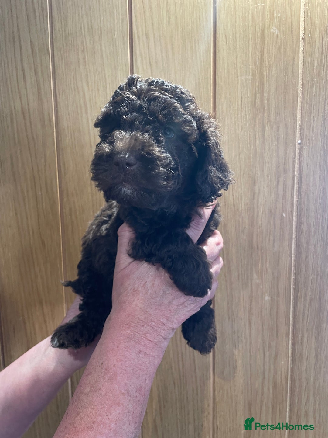 Labradoodle dogs for sale: Mini miniature multigen labradoodle puppies in Chard - Image 3