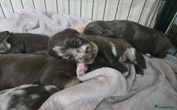 Cockerdor dogs for sale: Rare coloured stunning Cockerdor pups  - Image 3
