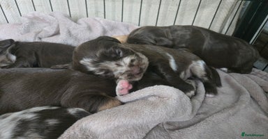 Cockerdor dogs - Advert 14