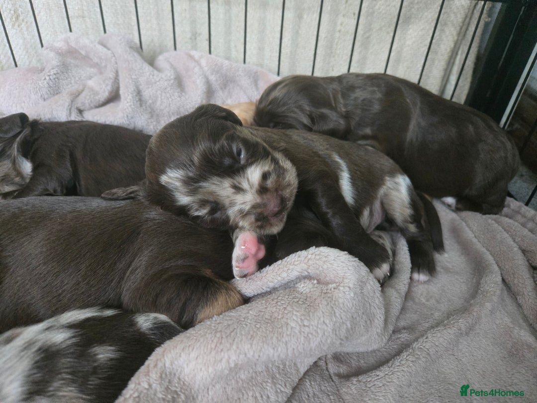 Cockerdor dogs for sale: Rare coloured stunning Cockerdor pups  - Image 3