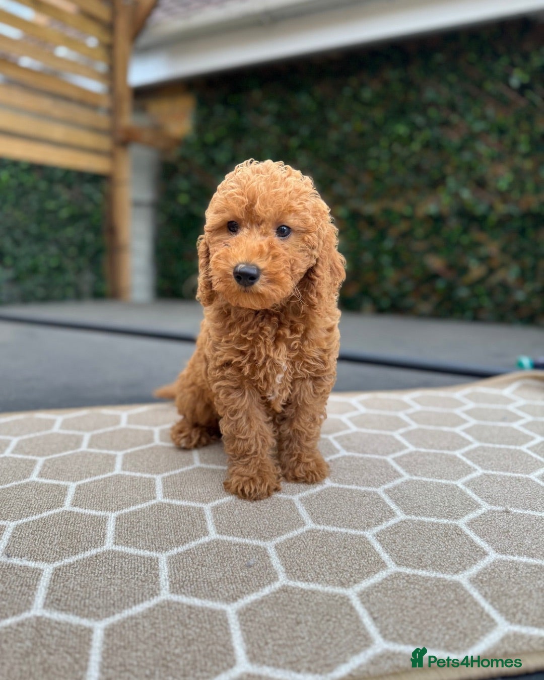 Cavapoo dogs 🐶 Gorgeous Red F1B Boy left 🐶 - Advert 13